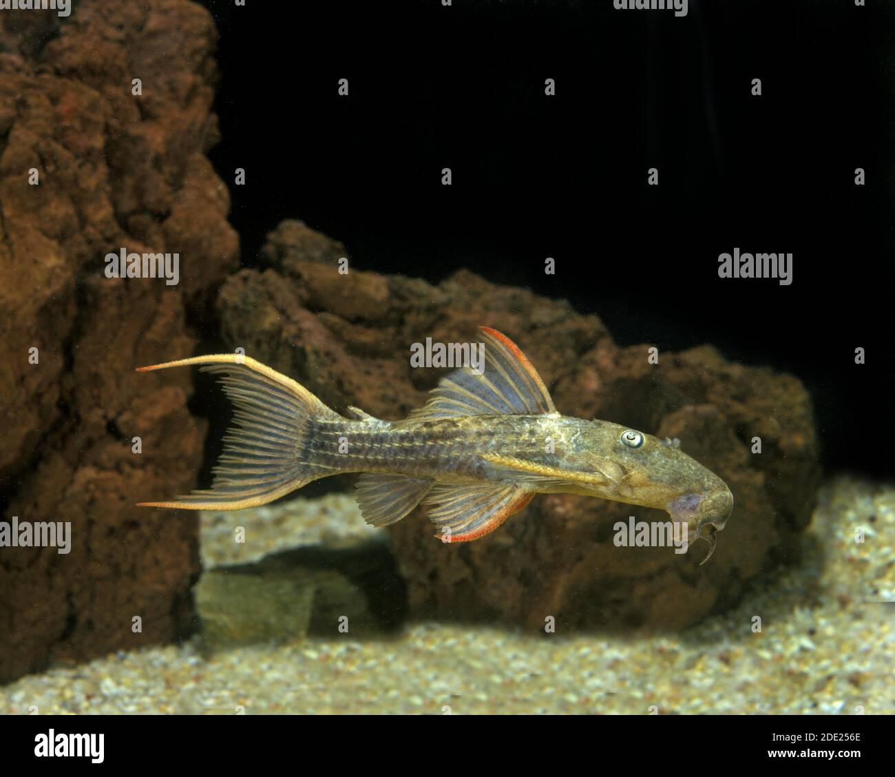 Catfish, pseudacanthicus sp, Adult Stock Photo
