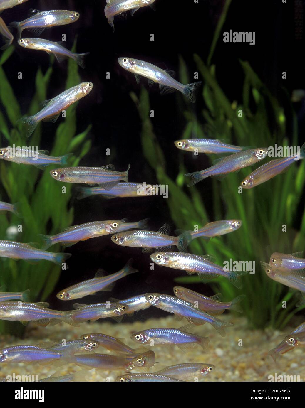 Pearl Danio, brachydanio albolineatus, Aquarium Fishes Stock Photo Alamy