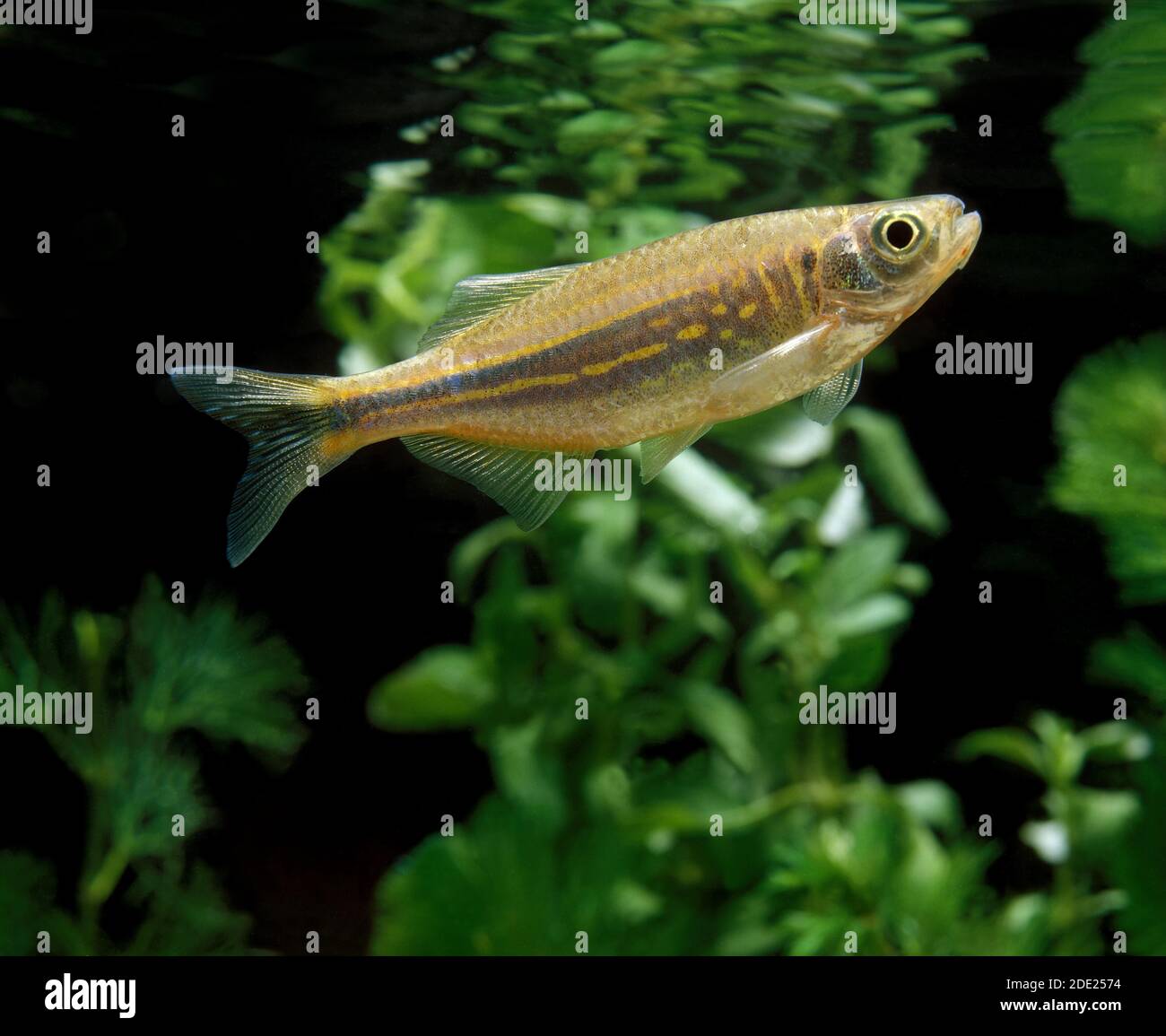 Giant Danio or Malabar Danio, danio aequipinnatus, Aquarium Fish Stock Photo