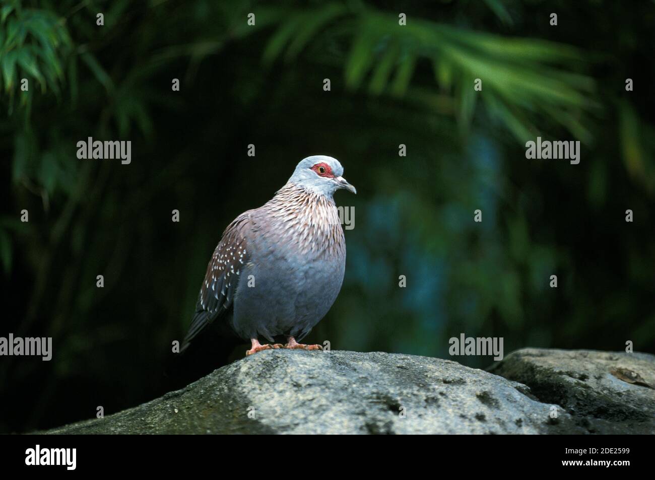 African Olive Pigeon, columba arquatrix, Adult standing on Rock, Kenya Stock Photo