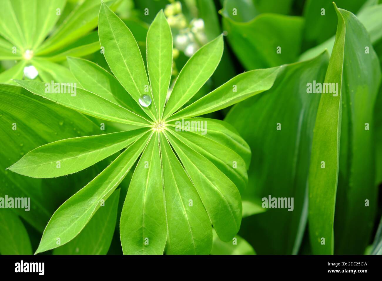A large drop of water on a sheet of lupine. Stock Photo