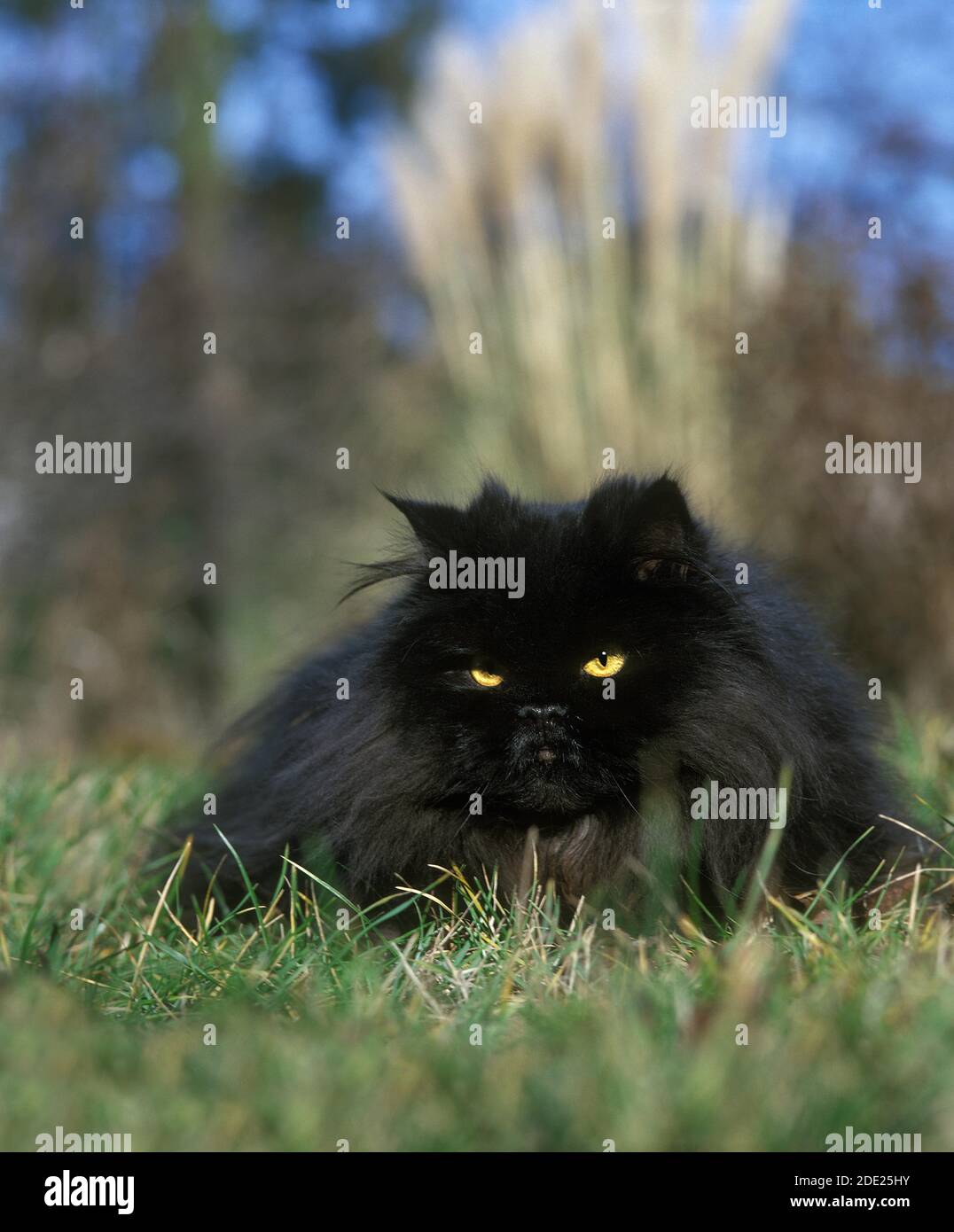 Black cat lying on grass hi-res stock photography and images - Alamy