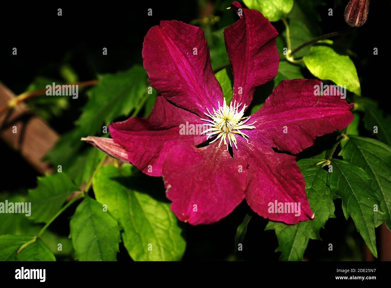 Burgundy Clematis Flower Stock Photo