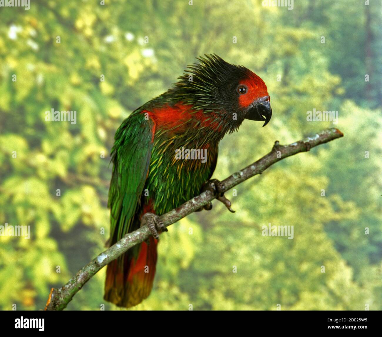 Red Fronted Lorikeet, charmosyna rubronotata, Adult standing on Branch Stock Photo