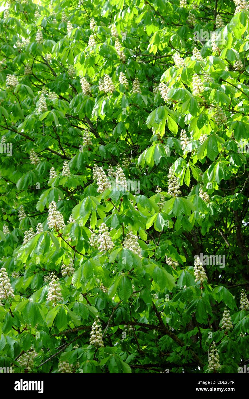 Thick branches of a blossoming chestnut. Floral background. Stock Photo