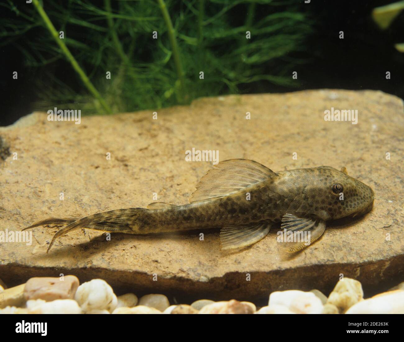 Common Pleco, hypostomus punctatus, Aquarium Fish Stock Photo