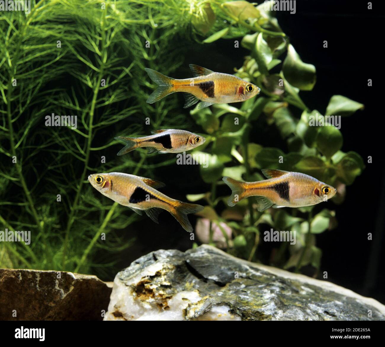 Harlequin Rasbora, rasbora heteromorpha, Aquarium Fishes Stock Photo