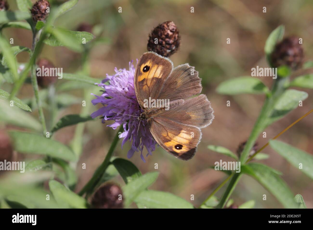 Meadow brown butterfly Stock Photo