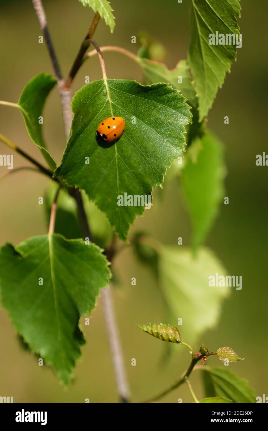 Ladybird on Hazel Leaf Stock Photo