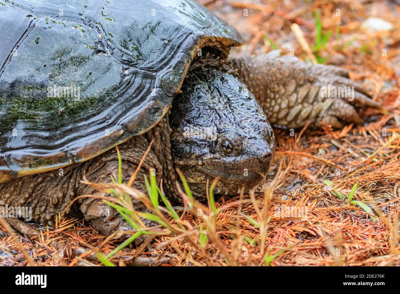 Florida snapping turtle hires stock photography and images Alamy