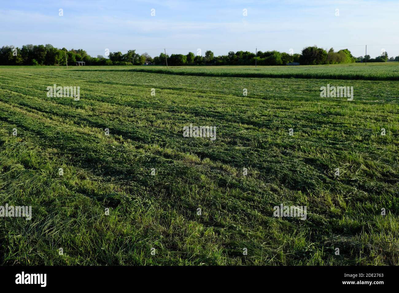 Rows of freshly cut field grass. Haymaking. Rural landscape Stock Photo
