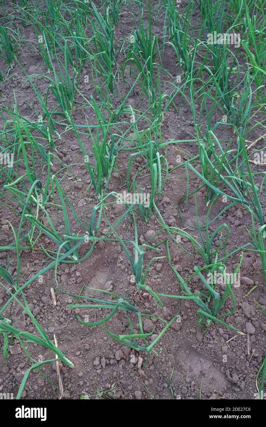 The stalks of green onions grow in the home garden Stock Photo Alamy