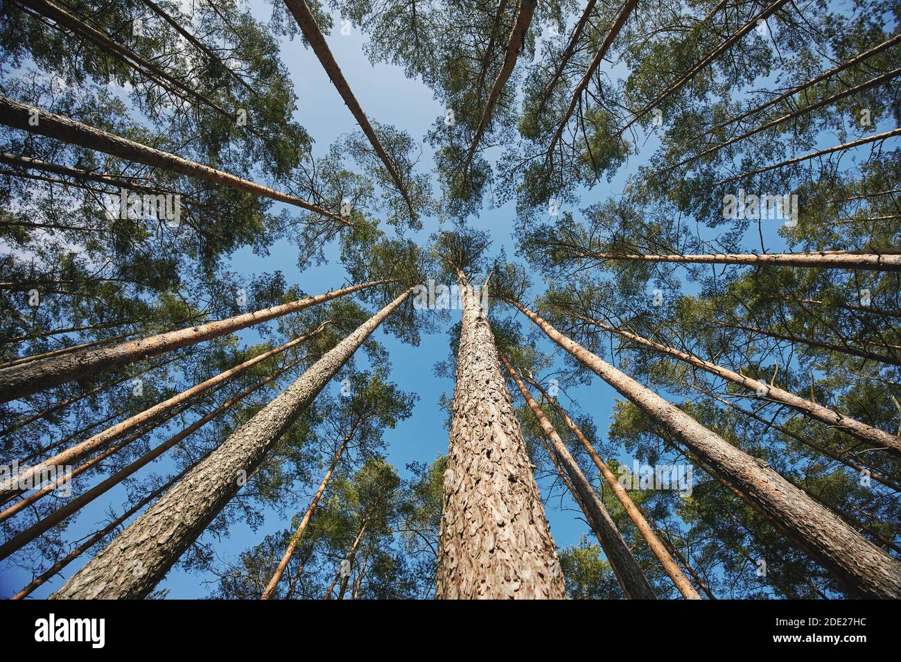 Pine tree branches on blue sky background Stock Photo