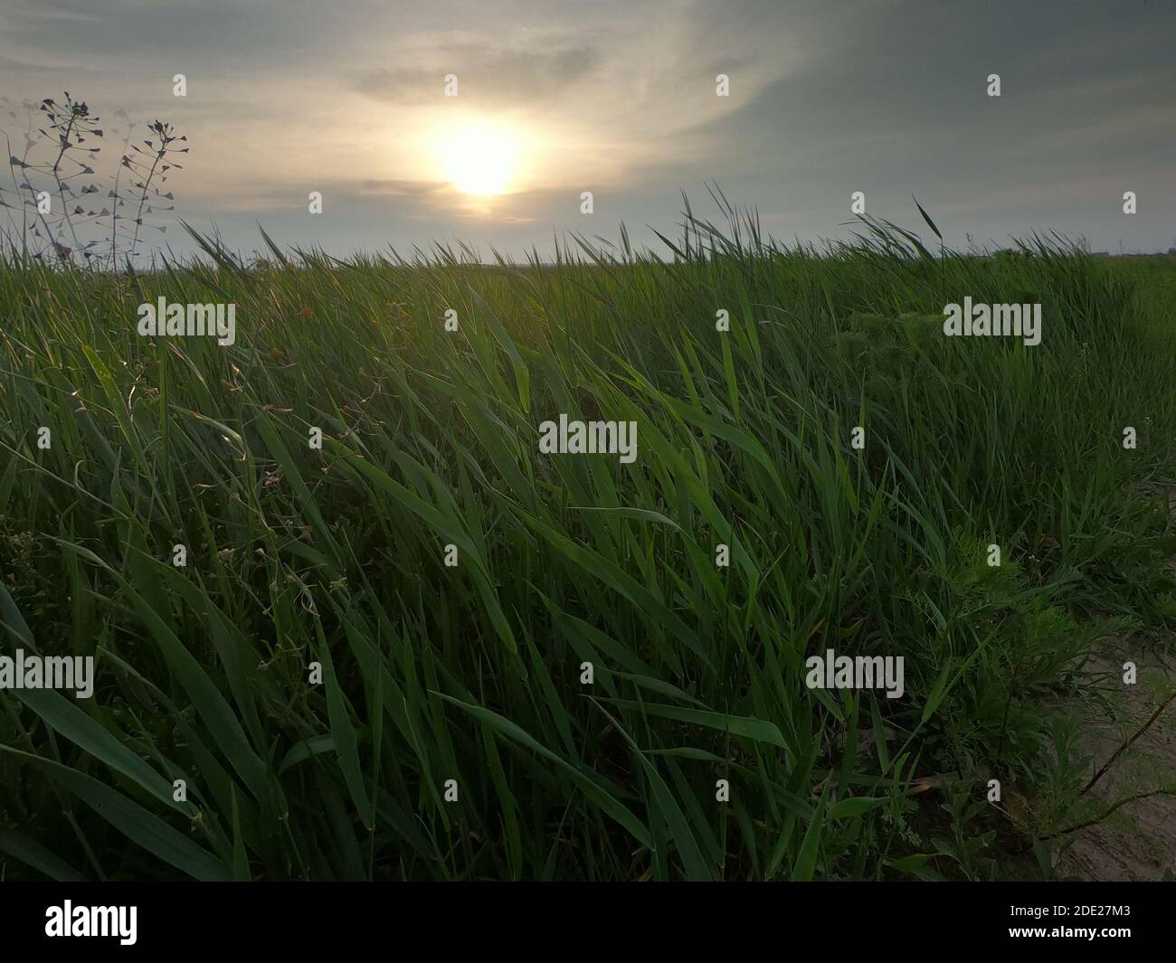 Field grasses sway in the wind in the evening. Twilight in the field. Scenery. Stock Photo