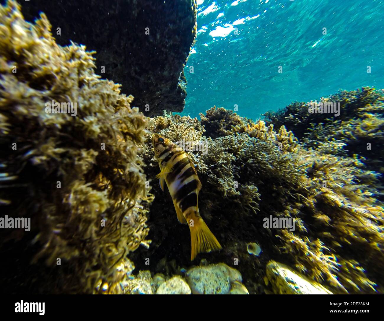 Wrasse hiding among the seaweed on the bottom of the sea. Stock Photo