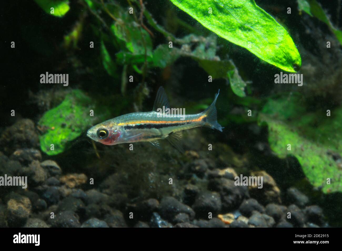 Least Rasbora, Rasbora urophthalmoides is a  small fish. Stock Photo