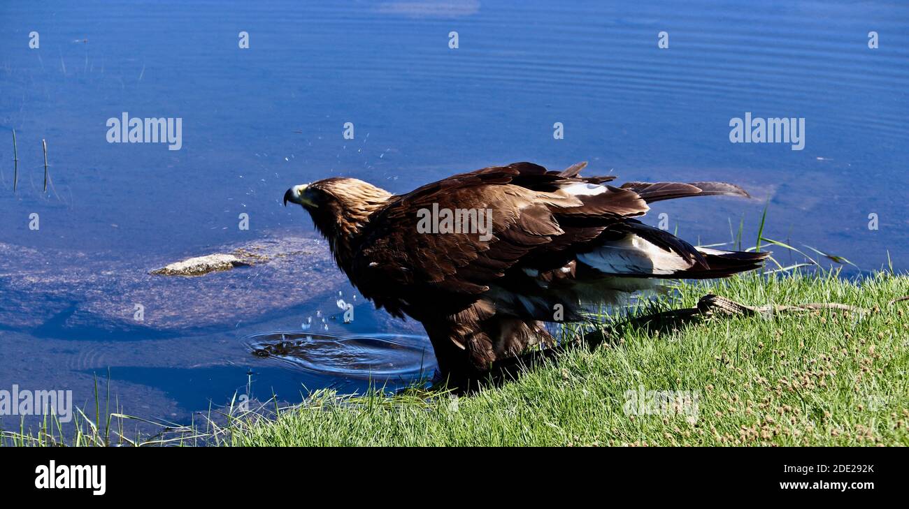 A closeup of Golden eagle drinking water Stock Photo Alamy
