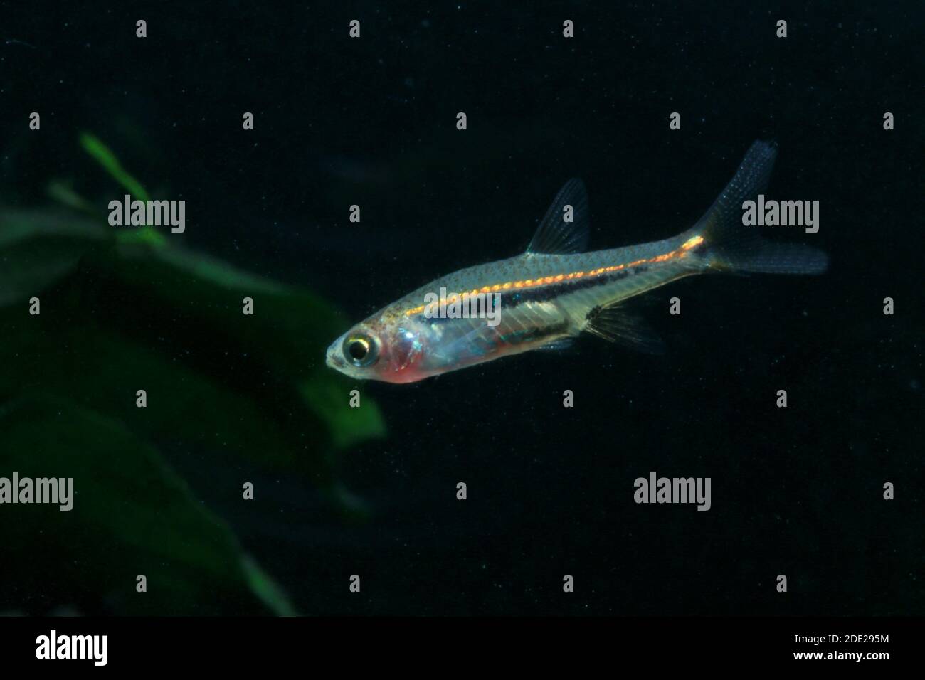Least Rasbora, Rasbora urophthalmoides is a  small fish. Stock Photo