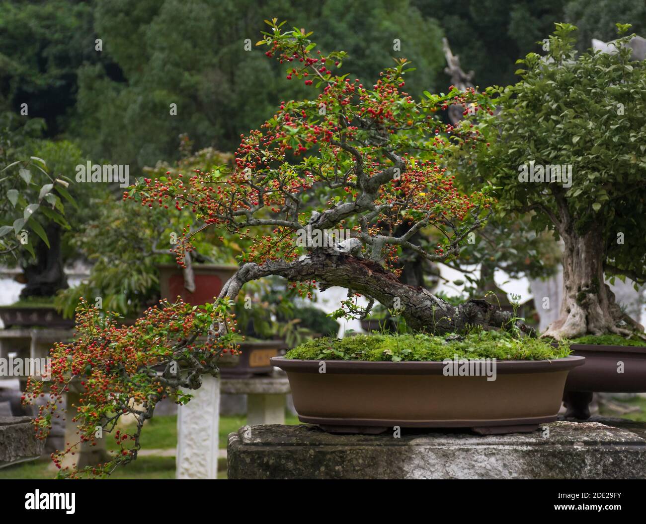 Beautiful bonsai，red berries and dewdrops. Stock Photo