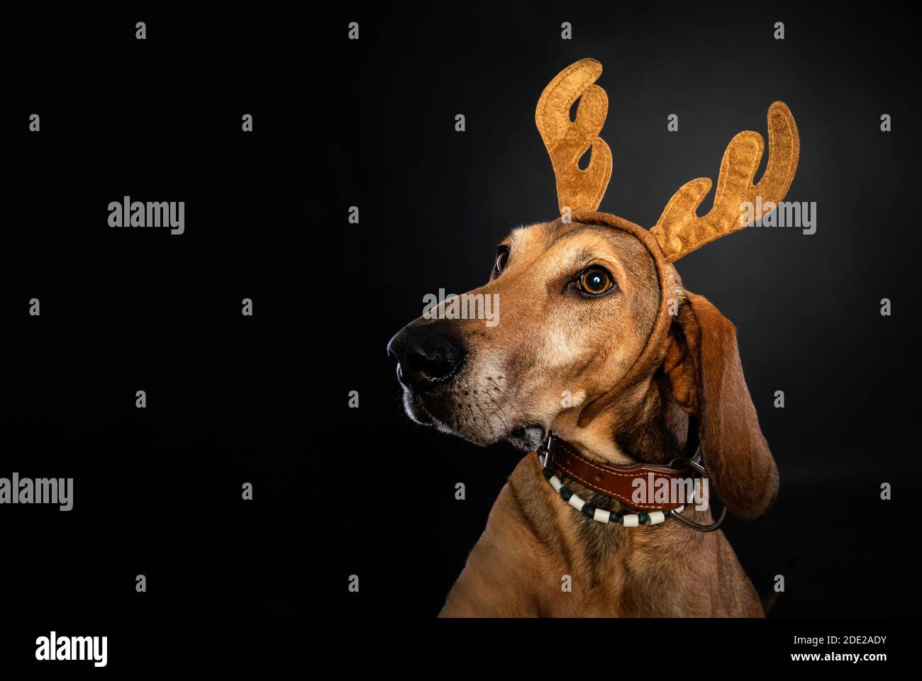 Christmas portrait of a brown Segugio dog wearing reindeer antlers. Stock Photo