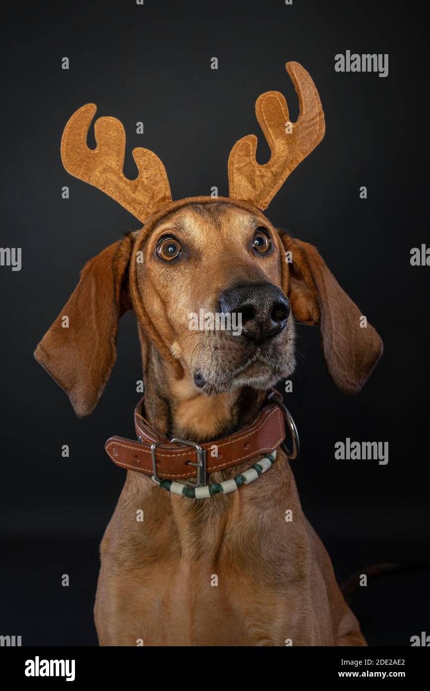 Christmas portrait of a brown Segugio dog wearing reindeer antlers. Stock Photo
