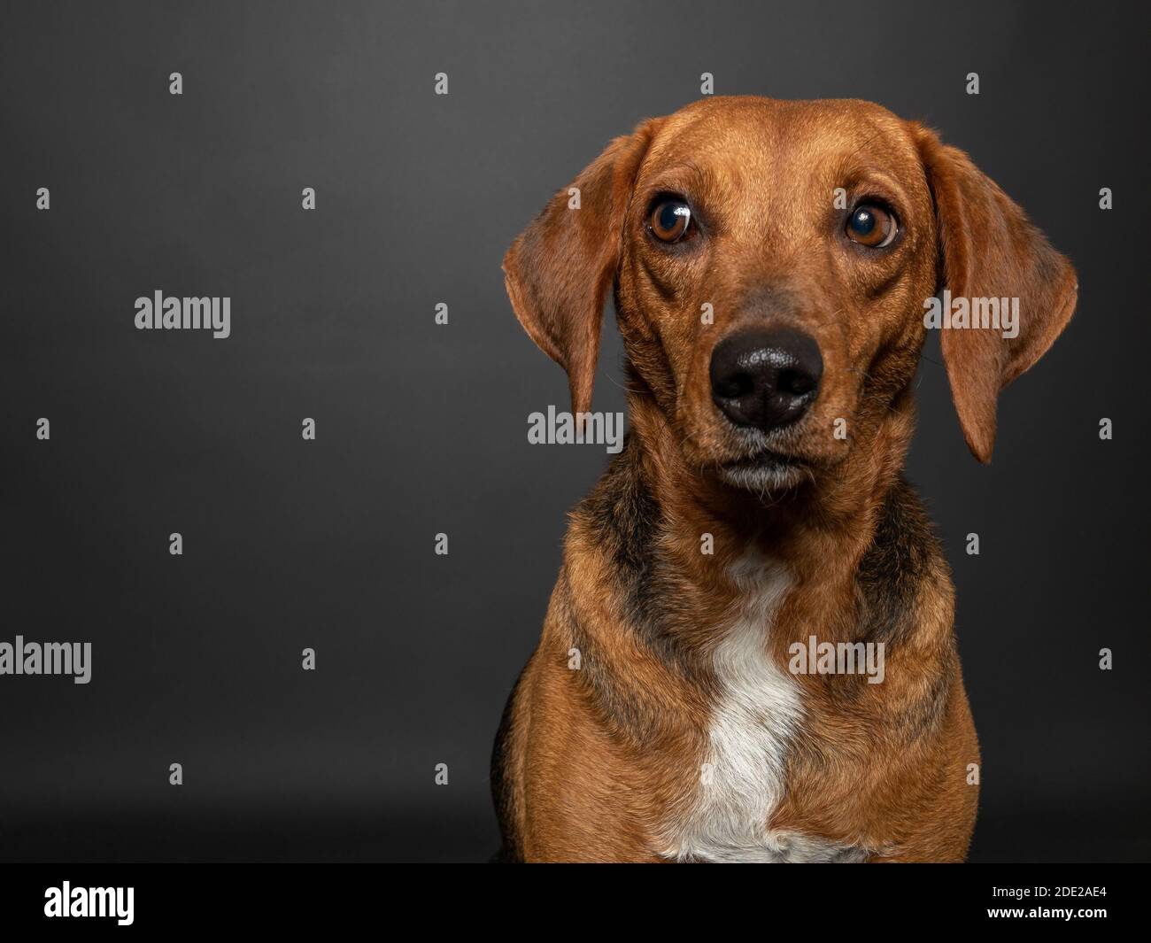 Scent Hound High Resolution Stock Photography and Images - Alamy