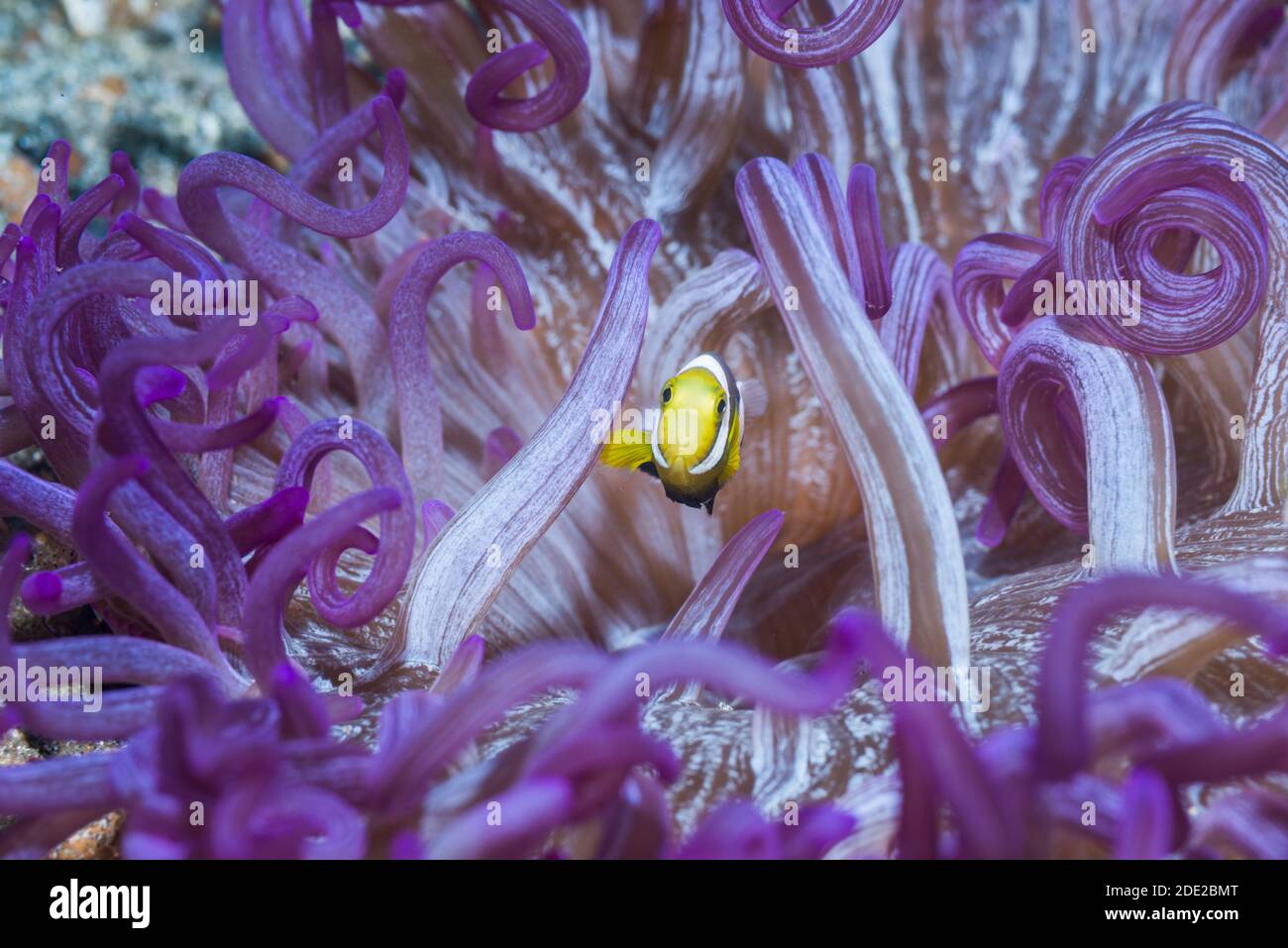 A juvenile Black saddleback anemonefish in a Corkscrew or Long Tentacle Anemone [Macrodactyla doreensis].  Lembeh Strait, North Sulawesi, Indonesia. Stock Photo