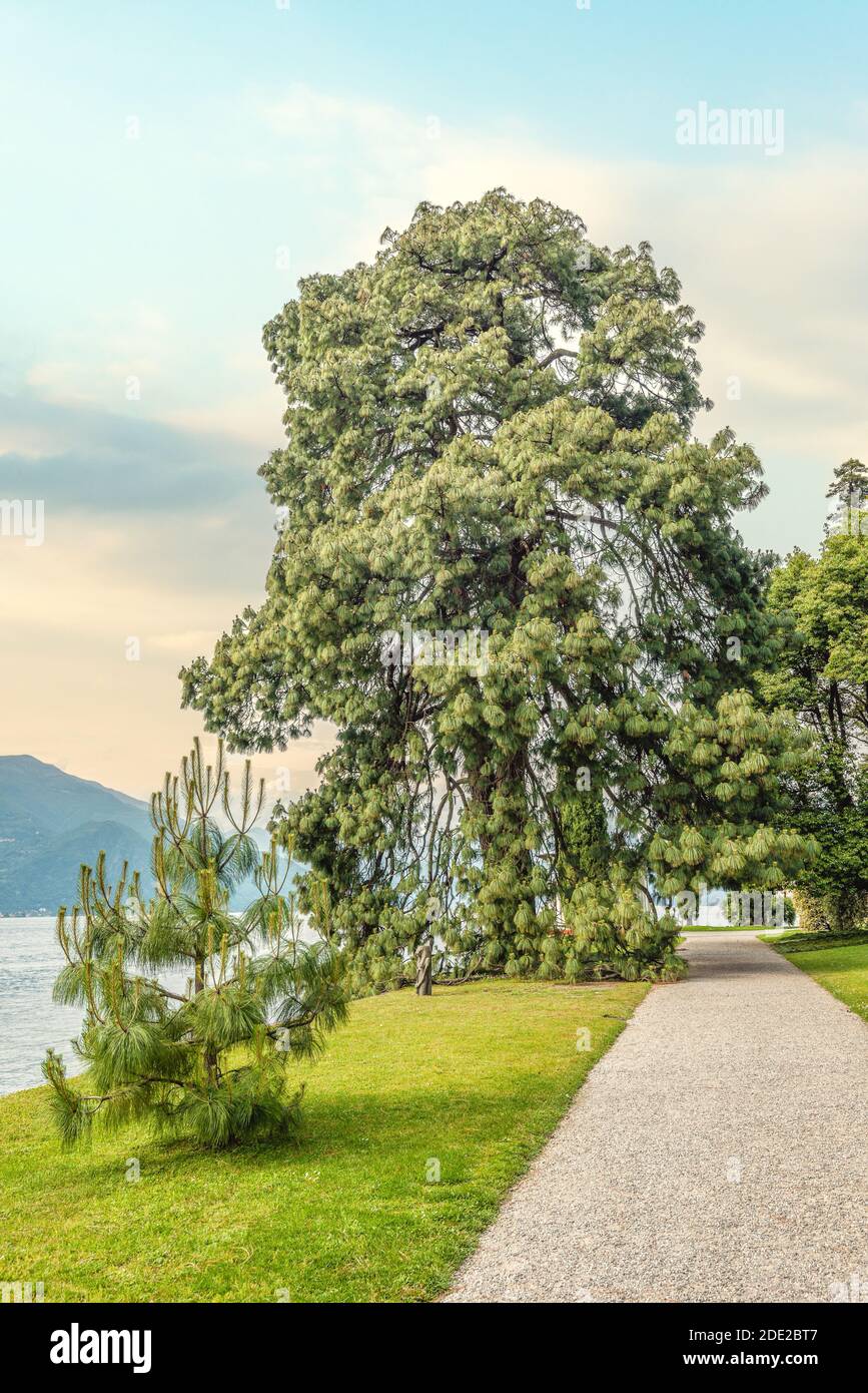 Large Pinus devoniana tree, (Michoacan Pine), a species of conifer in the Pinaceae family at the Garden of Villa Melzi, Bellagio, Italy Stock Photo