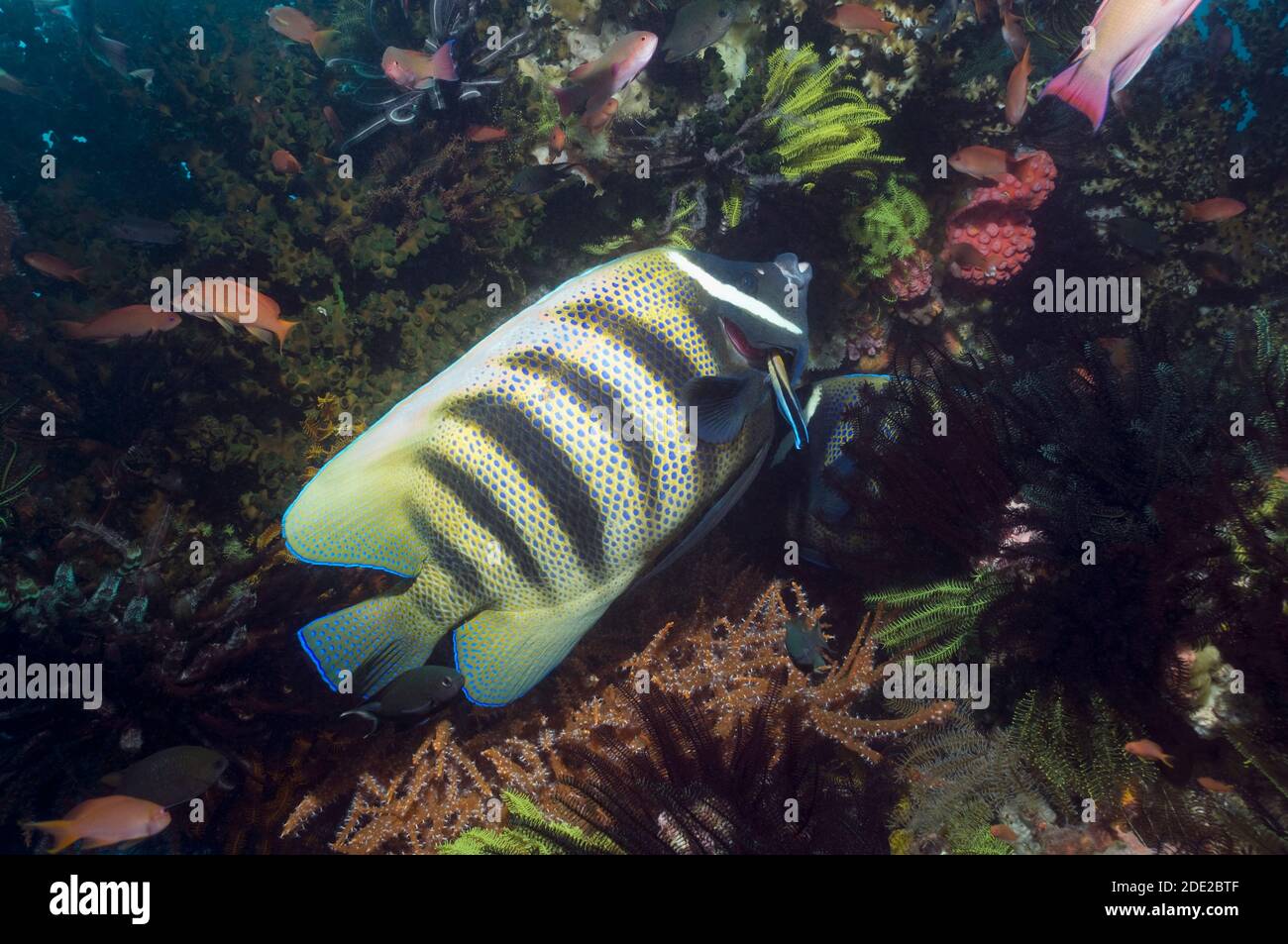 Six-banded angelfish (Pomacanthus sexstriatus) being cleaned by a Bluestreak cleaner wrasse (Labroides dimidiatus).  Indonesia. Stock Photo