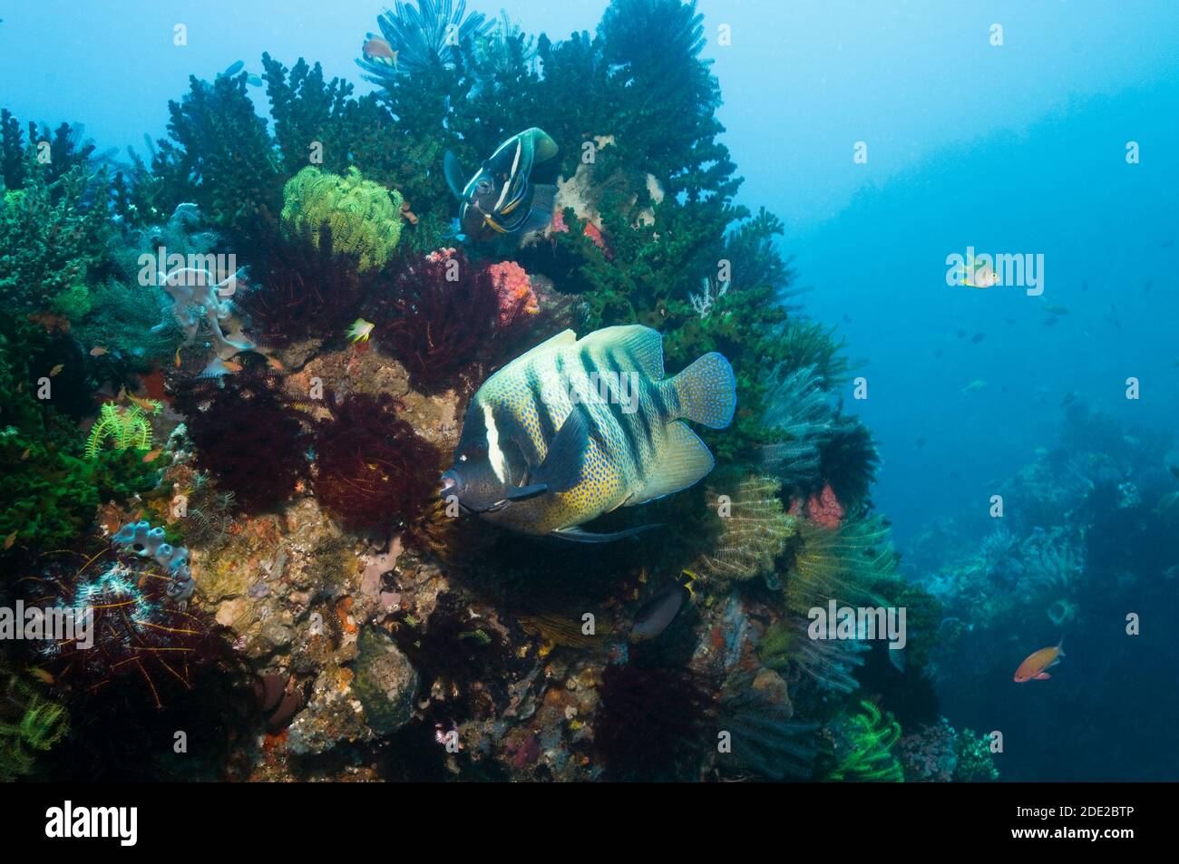 Six-banded angelfish (Pomacanthus sexstriatus) at a cleaning station being cleaned by two Bluestreak cleaner wrasses (Labroides dimidiatus). Stock Photo