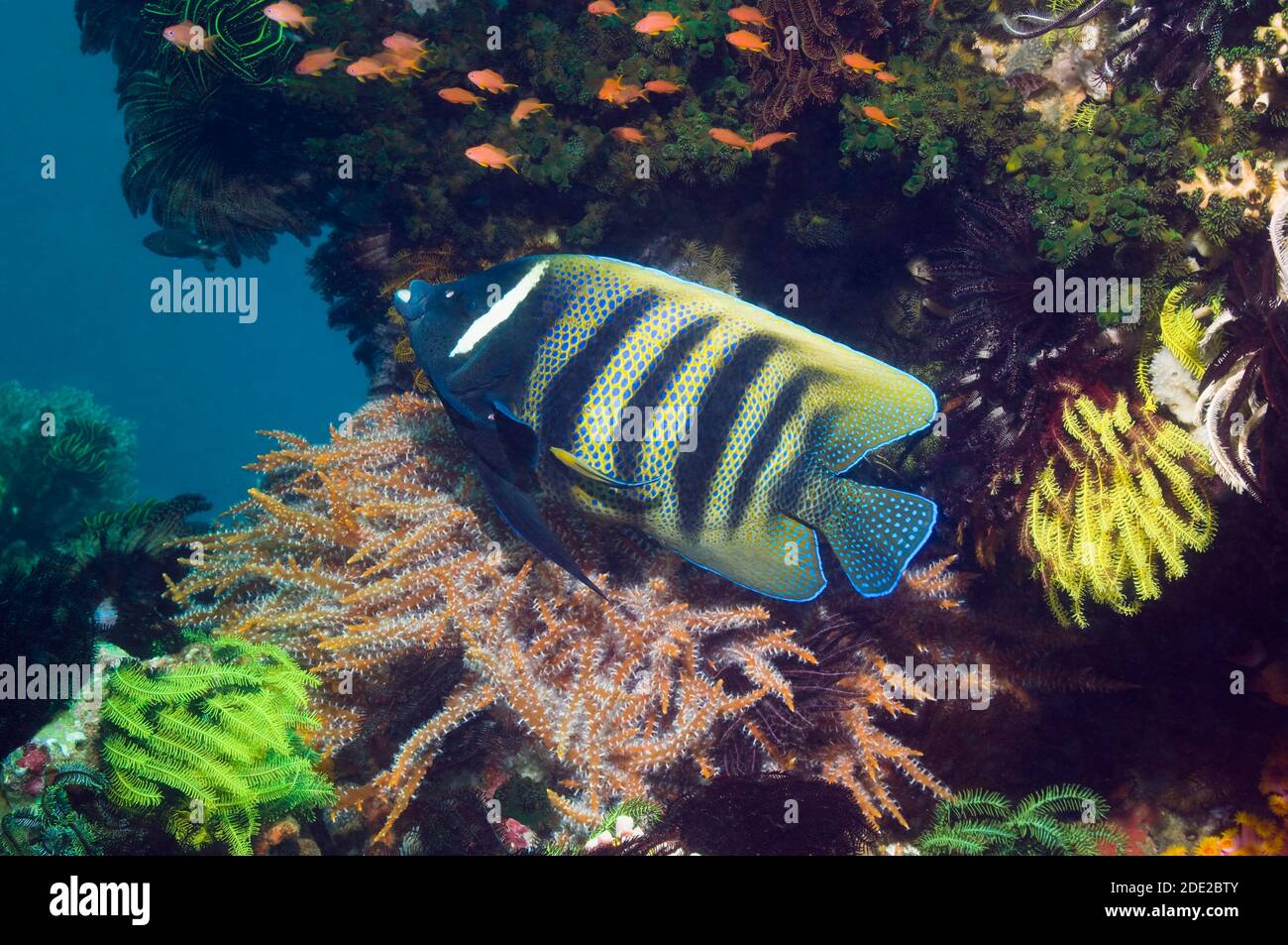 Six-banded angelfish (Pomacanthus sexstriatus) being cleaned by a Bluestreak cleaner wrasse (Labroides dimidiatus) Stock Photo