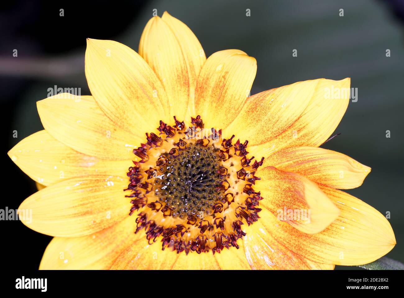 A closeup of a blossomed yellow beach sunflower covered in water droplets Stock Photo