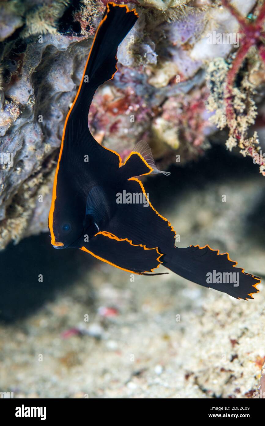 Juvenile Pinnate Batfish [Platax pinnatus].  West Papua, Indonesia.  Indo-West Pacific. Stock Photo