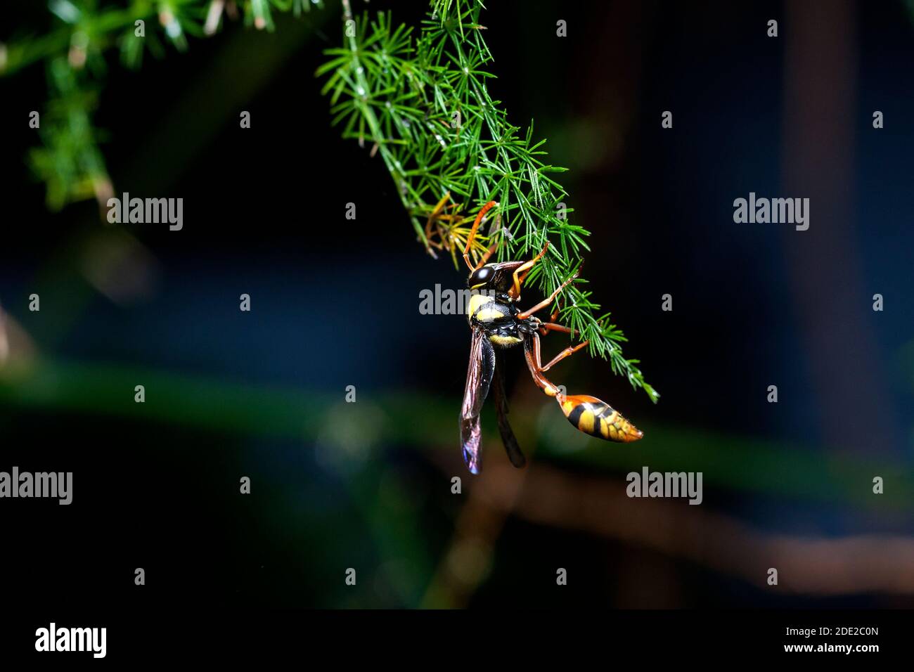 Macro bee sting hi-res stock photography and images - Alamy
