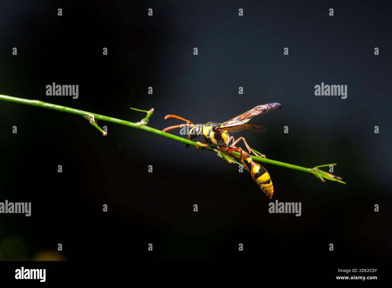 Flying grasshopper hi-res stock photography and images - Alamy