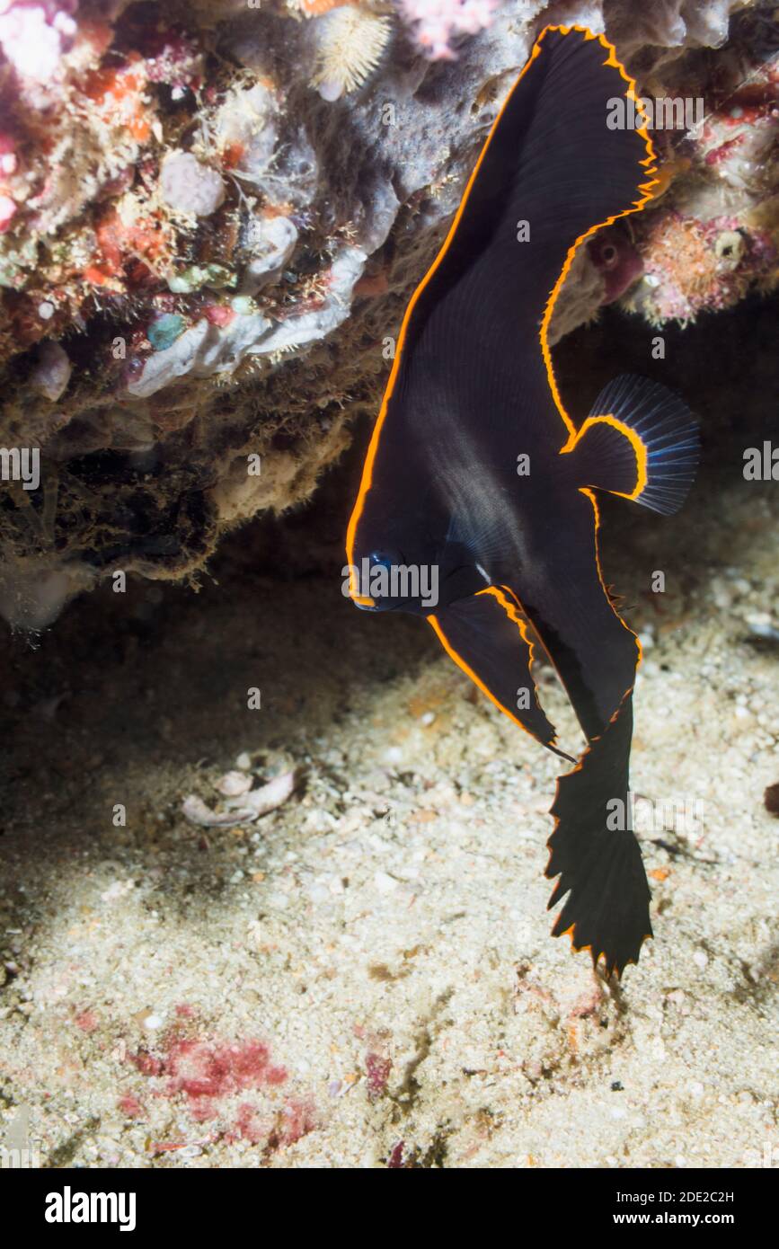 Juvenile Pinnate Batfish [Platax pinnatus].  West Papua, Indonesia.  Indo-West Pacific. Stock Photo