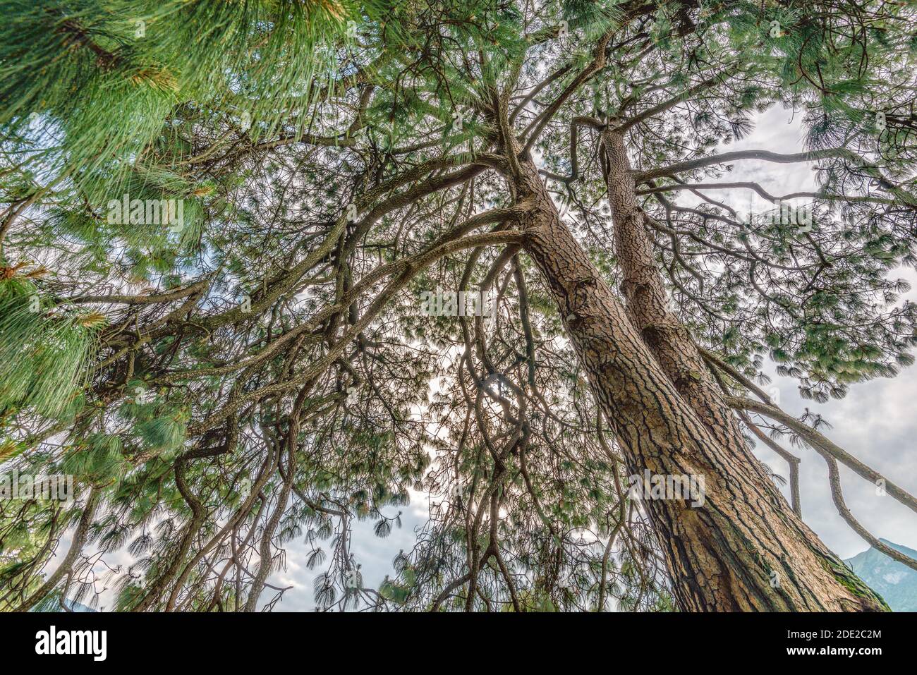 Closeup of the Pinus devoniana (Michoacan Pine) is a species of conifer in the Pinaceae family at the Garden of Villa Melzi, Bellagio, Italy Stock Photo