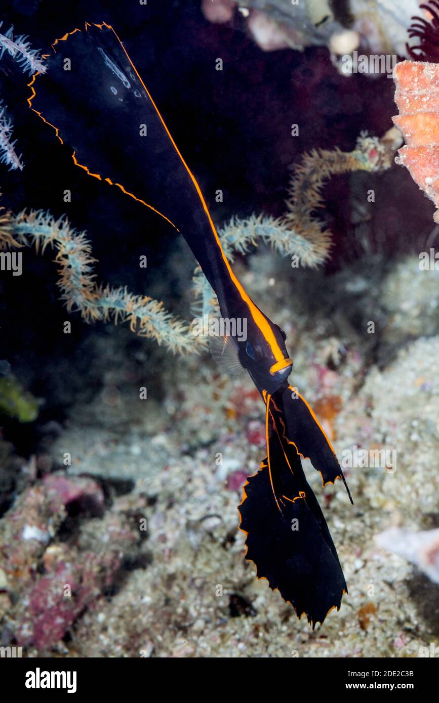 Juvenile Pinnate Batfish [Platax pinnatus].  West Papua, Indonesia.  Indo-West Pacific. Stock Photo