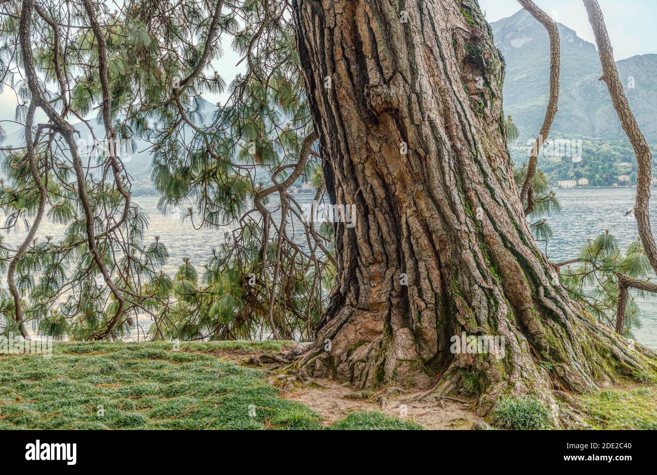 Giant trunk of the Pinus devoniana (Michoacan Pine) is a species of conifer in the Pinaceae family at the Garden of Villa Melzi, Bellagio, Italy Stock Photo