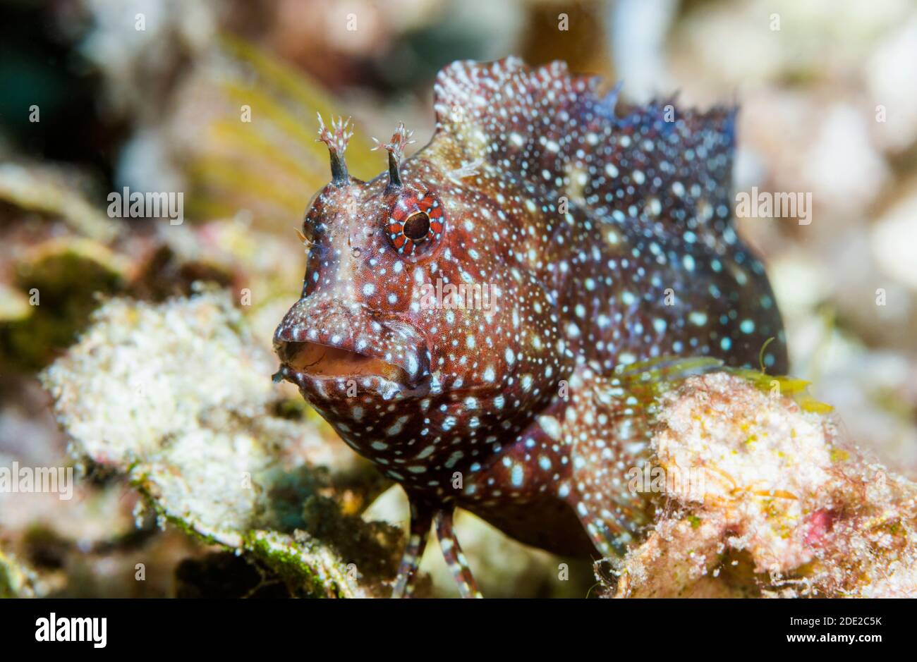 Starry or Snowflake Blenny [Salarias ramosus].  West Papua, Indonesia.  Indo-West Pacific. Stock Photo
