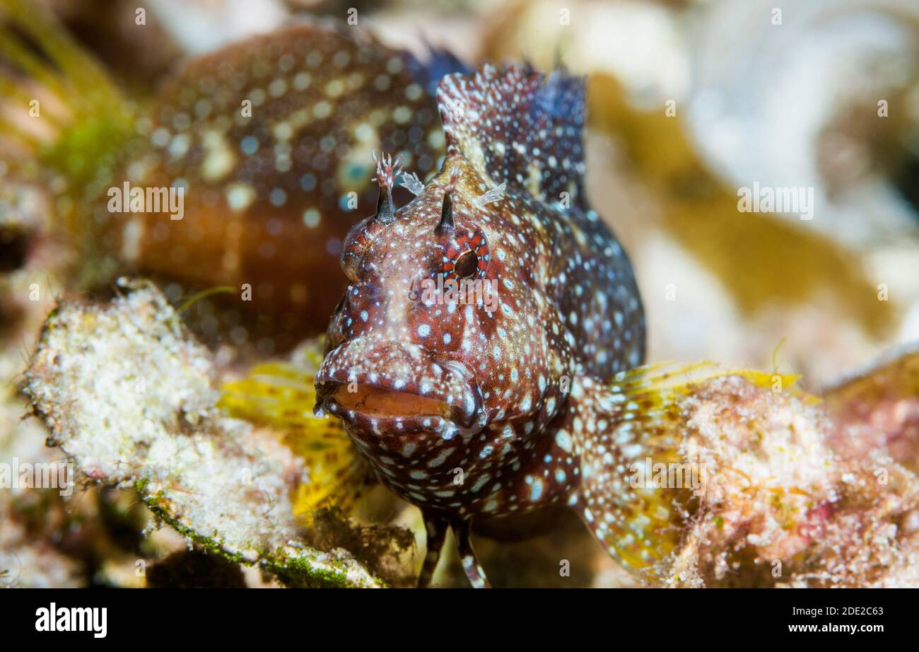 Starry or Snowflake Blenny [Salarias ramosus].  West Papua, Indonesia.  Indo-West Pacific. Stock Photo