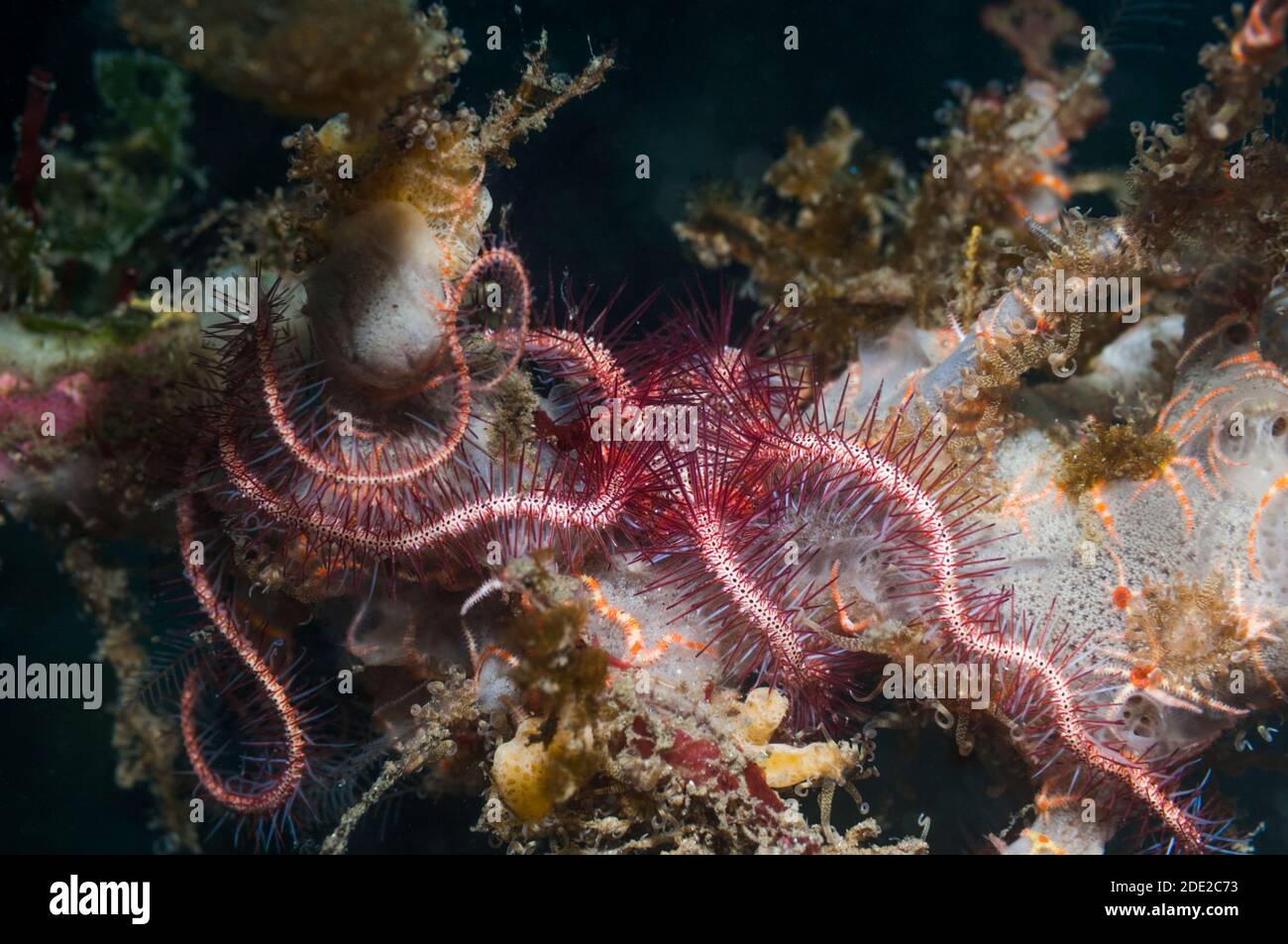 Sea serpent snake hi-res stock photography and images - Alamy