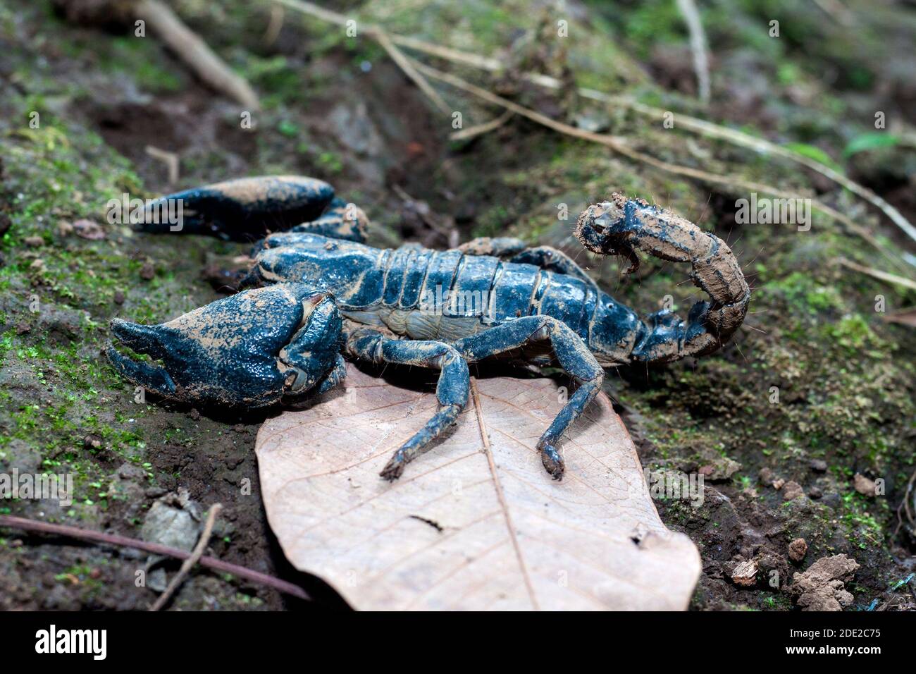 Poisonous scorpion, venomous gland on its tail, 2 large claws on both sides. Stock Photo