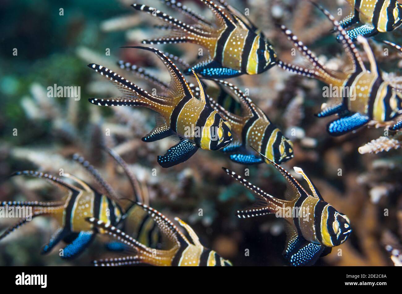 Banggai cardinalfish [Pterapogon kaudernii].  Lembeh Strait, North Sulawesi, Indonesia. Stock Photo