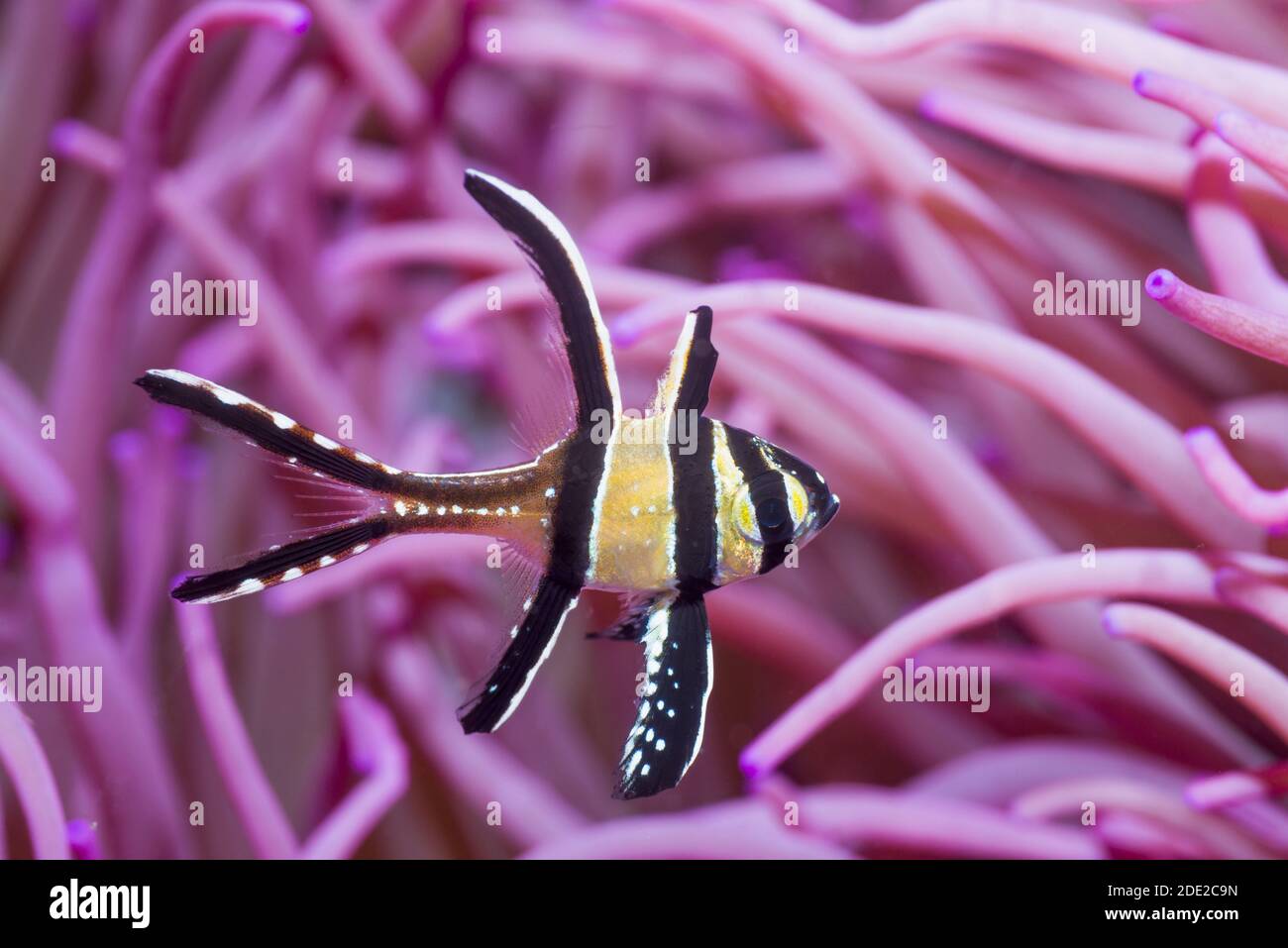 Banggai cardinalfish [Pterapogon kauderni] with a Corkscrew or Long Tentacle Anemone [Macrodactyla doreensis].  Lembeh Strait, North Sulawesi, Indones Stock Photo