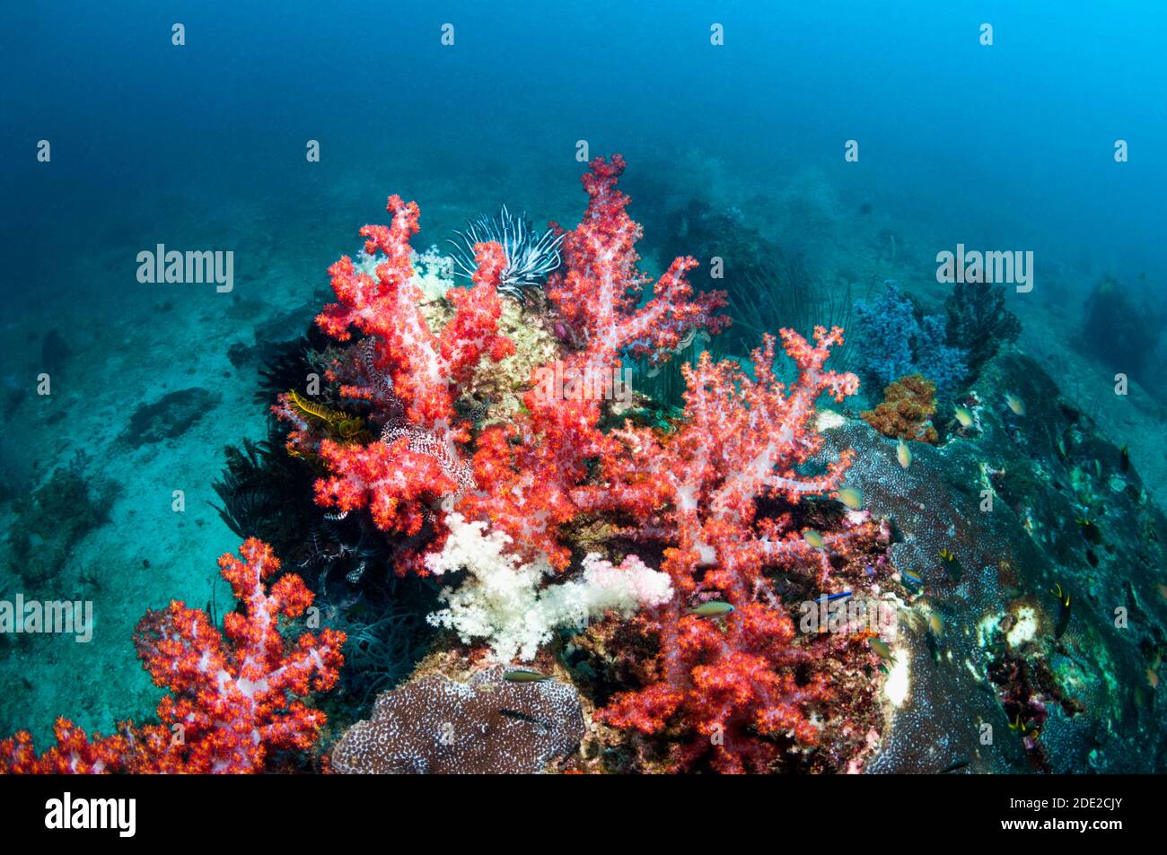 Soft corals [Dendronephthya sp.] on coral reef.  West Papua, Indonesia. Stock Photo