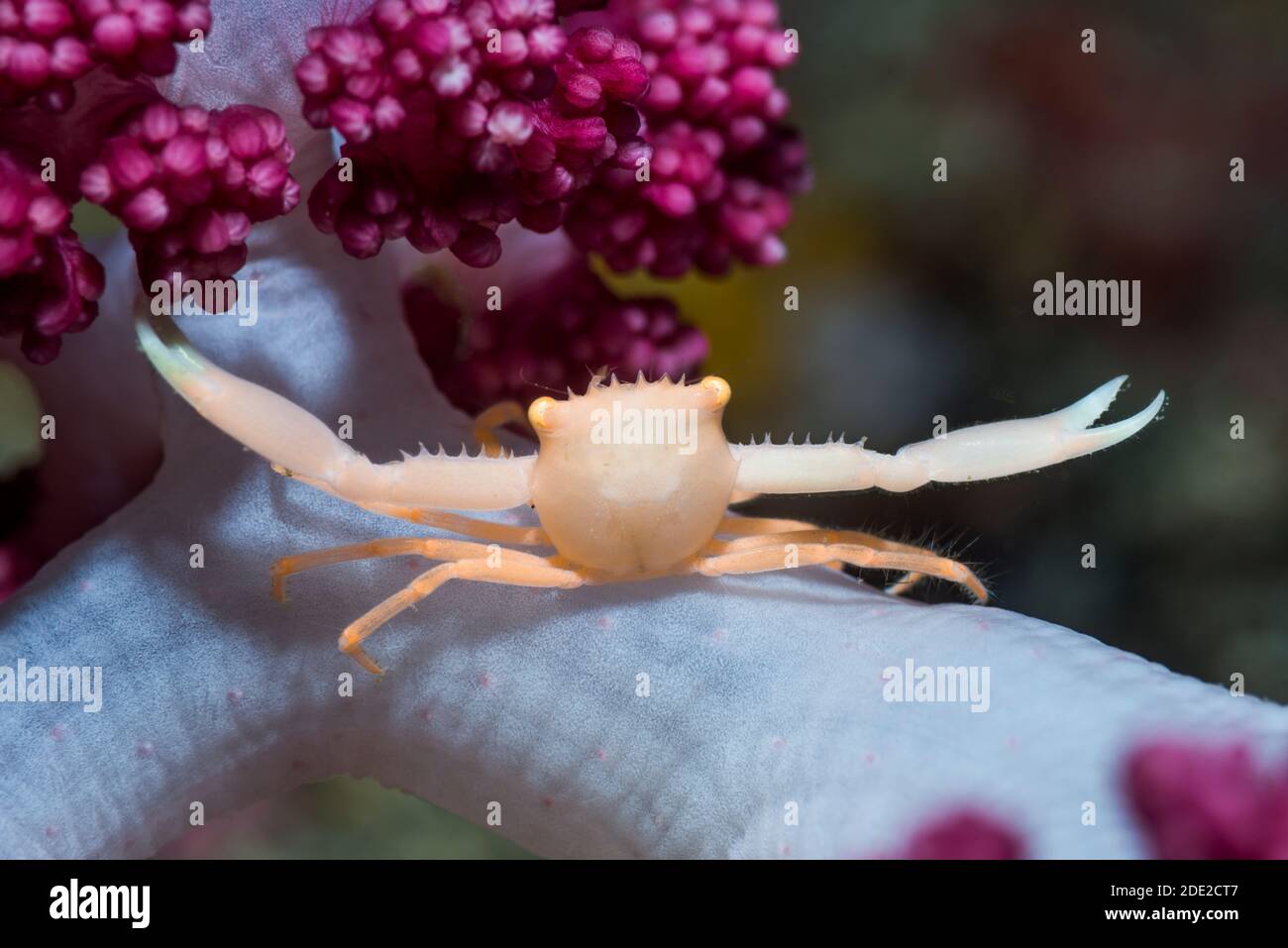 Crowned Coral Crab [Quadrella maculosa] on soft coral. Lembeh Strait ...