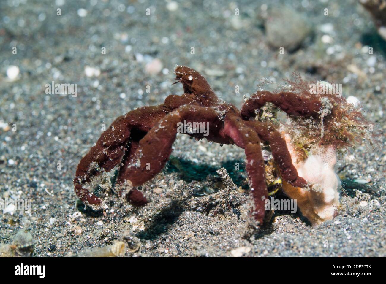 Sponge Spider Crab [Oncinopus sp2].  Lembeh Strait, North Sulawesi, Indonesia. Stock Photo