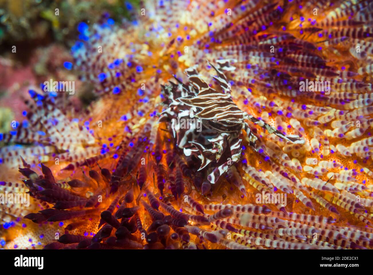 Zebra Crab or Urchin Crab [Zebrida adamsii] on Fire Urchin [Asthenosoma ijimai].  Lembeh Strait, North Sulawesi, Indonesial. Stock Photo