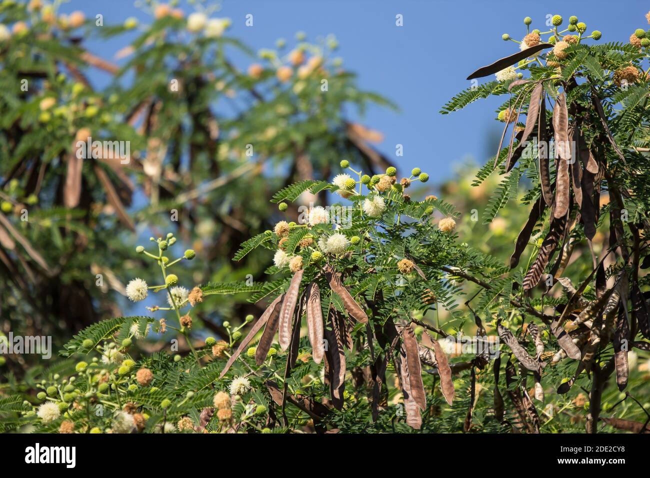 Flower of Horse tamarind tree, Leucaena fruit ,White Popinac Wildflowers Stock Photo